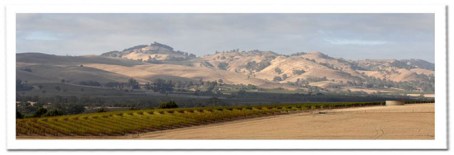 Barossa-Landscape