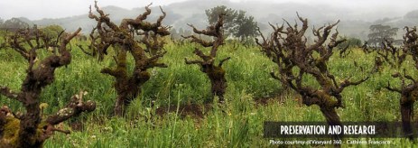 Zinfandel vines
