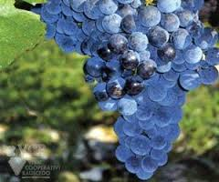 Nero d'Avola grapes