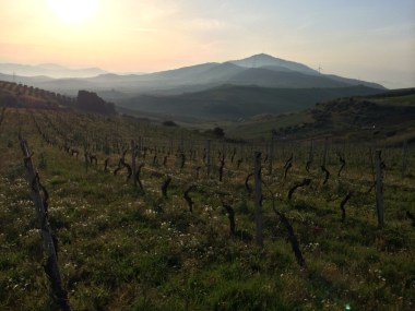 Siciliana terroir