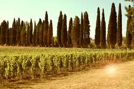 Tuscan sun wines2