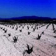 wines of garnacha vineyard2