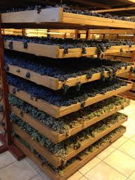 Amarone drying racks