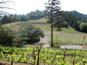 Smith Madrone vineyards