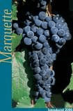 marquette grape