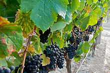 Petit Verdot grapes