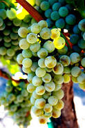 Semillon grape