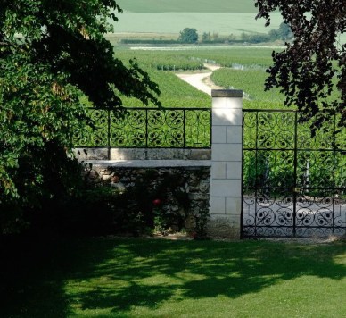 Veuve Clicquot vineyards2