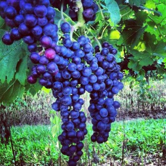 Merlot grapes growing in Breaux Vineyards. 