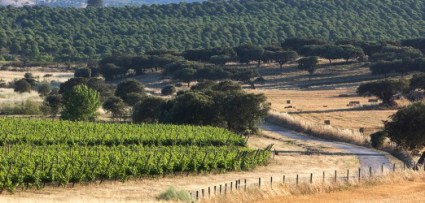 Monte Velho Esporao Altentejo vineyards