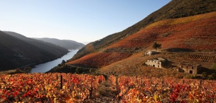 Monte Velho Esporao vineyard