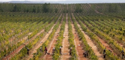 Monte Velho Esporao vineyard2