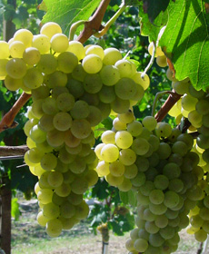 June WinePW Ceretto - Arneis grape