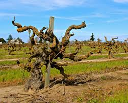 Marians Vineyard - Lodi Native