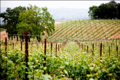 Merry Edwards Georganne vineyard