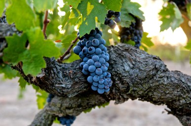 Stampede Vineyard Zinfandel