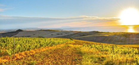 Winestudio May Gali vineyards