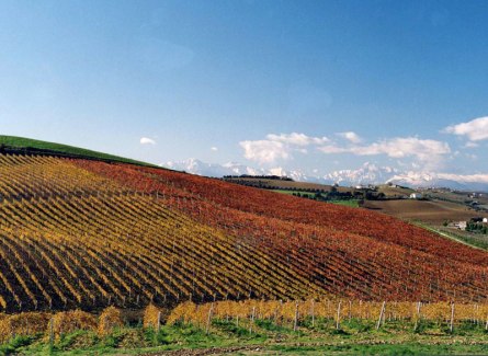 Abruzzo - Barba Vineyards