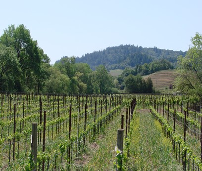 Dry Creek Valley Martorana vineyard