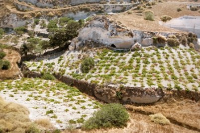 Greek Wines Santo Wines vineyard