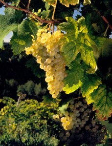 Prosecco Superiore Glera