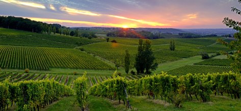 Southwest France Chateau Belingard vineyards