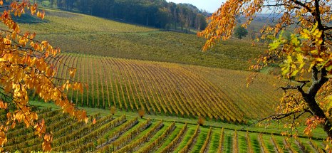 southwest france chateau belingard vineyards2