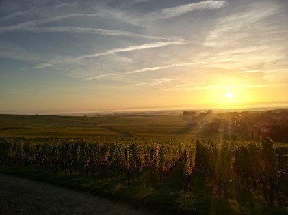 Trimbach vineyards