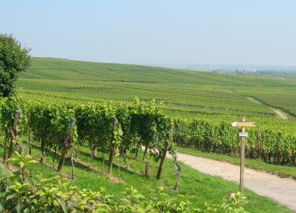 Trimbach vineyards2