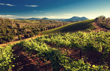 Brassfield Volcanic Ridge Vineyard