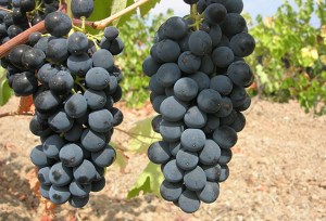 garnacha grapes