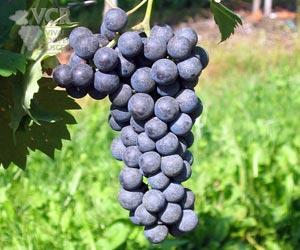 Umbria Sagrantino grapes via winesearcher