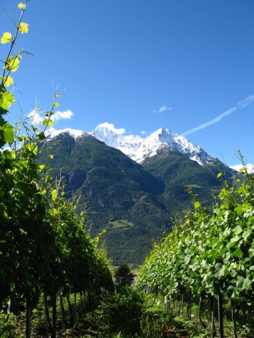 valle d'aosta grosjean vineyards2