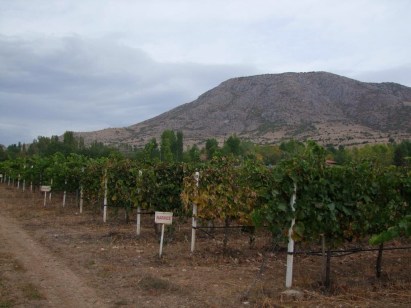 Winestudio May Diren Winery