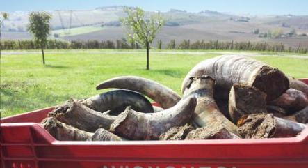 Avignonesi ferragamo cow dung