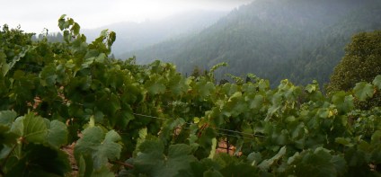 "Located just off the coastal region of Mendocino County and only 15 miles long, Anderson Valley and adjacent Mendocino Ridge is only two hours north of San Francisco, but a world away."