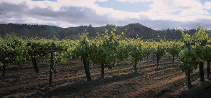 "A very cool climate punctuated by afternoon sea breezes sweep through the vineyards during peak growing season - ideal conditions for our Chardonnay grapes."