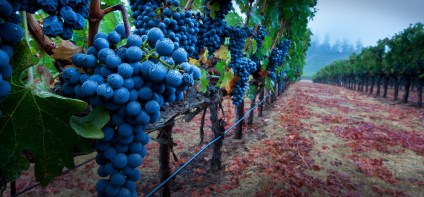"One of the most prestigious appellations in Sonoma County, this valley is known for marine fog at night that cools ripening fruit, while gravelly soils provide perfect drainage for the vines."