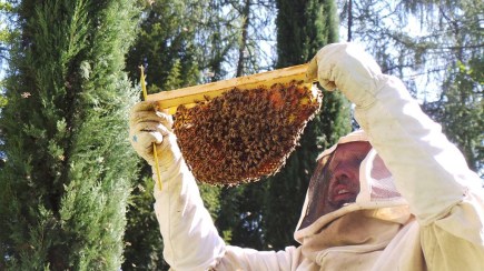 Ferrari winestudio bees2