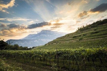 Ferrari Winestudio Trentio vineyards