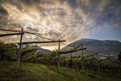 Ferrari winestudio vineyards (3)