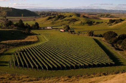 villa Maria vineyard Gisborne