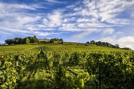 Pauillac vineyards via www.insidertasting.com