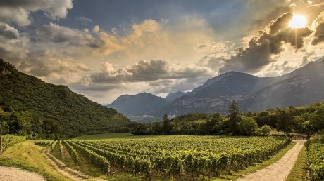 Maso Pianizza Vineyard 
