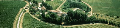 Frescobaldi Chardonnay vineyard