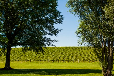 Trump winery vineyards