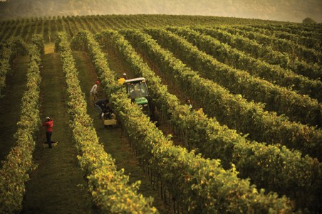 Trump winery vineyards2