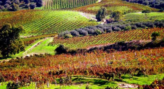 Calabria Du Cropio vineyards2