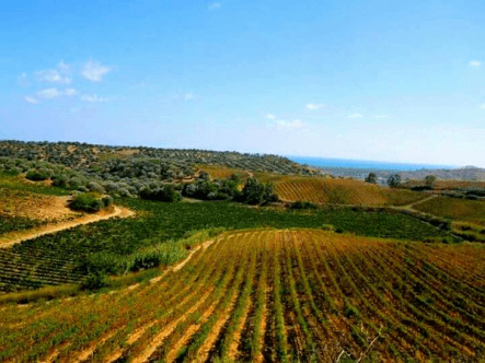 Calabria Du Cropio vineyards4