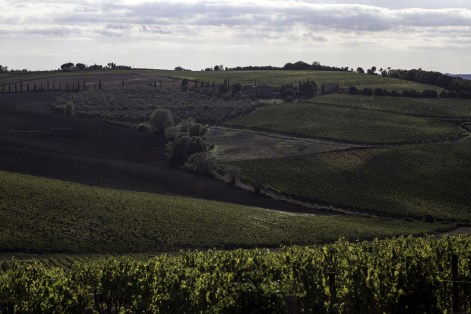 Lucente Estate Montalcino 
